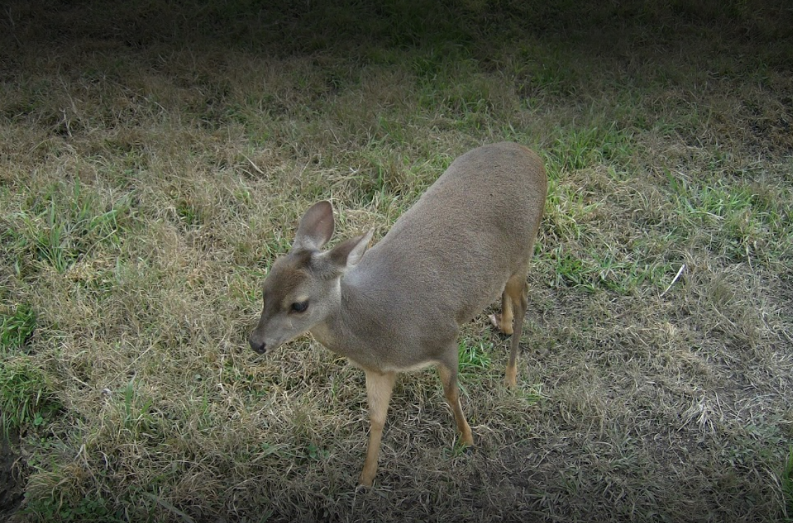 Reserva experimental Horco Molle